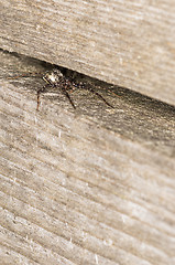 Image showing Spider