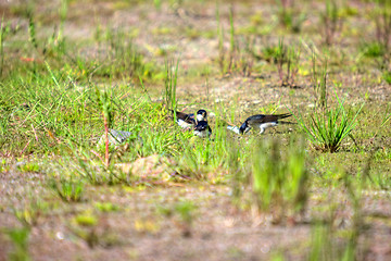 Image showing Swallows