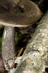 Image showing Mushroom