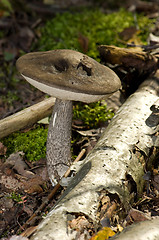 Image showing Mushroom