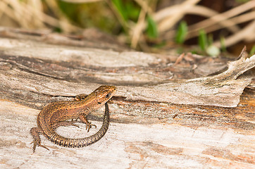 Image showing Lizard