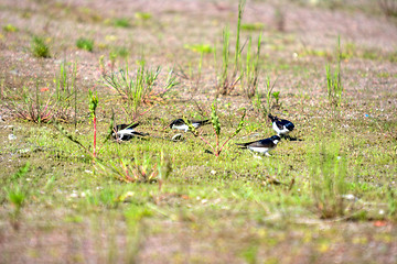 Image showing Swallows