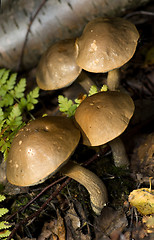 Image showing Mushrooms