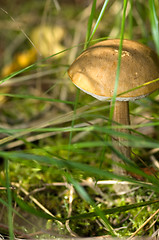 Image showing Mushroom