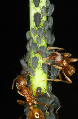 Image showing Ants