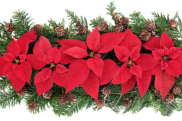 Image showing Poinsettia Flower Display