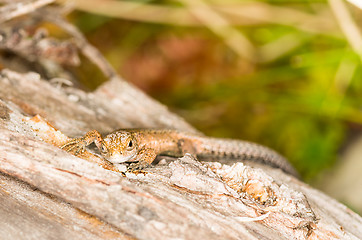 Image showing Lizard