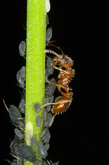 Image showing Ant and aphids