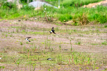 Image showing Swallows