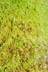 Image showing Moss