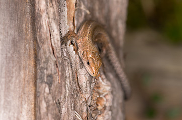 Image showing Lizard