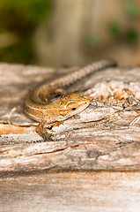 Image showing Lizard