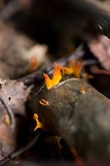 Image showing Mushrooms