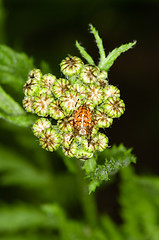 Image showing Spider