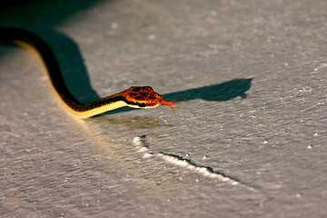 Image showing Snake