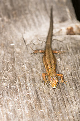 Image showing Lizard