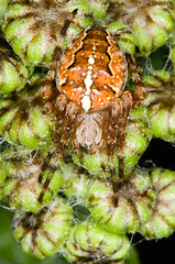 Image showing Spider