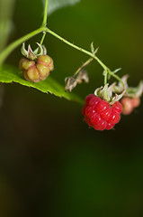 Image showing Raspberry