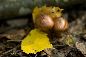 Image showing Mushrooms