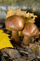 Image showing Mushrooms