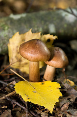 Image showing Mushrooms