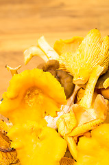 Image showing Cantharellus