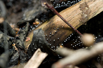 Image showing Mushrooms