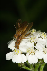 Image showing Flies