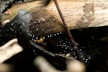 Image showing Mushrooms