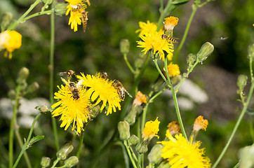 Image showing Flies