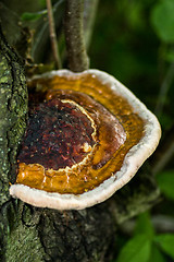 Image showing Polypore