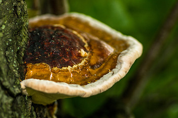 Image showing Polypore