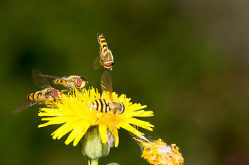 Image showing Flies