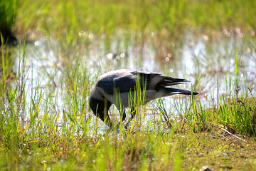 Image showing Crow