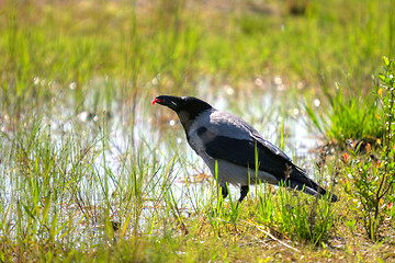 Image showing Crow