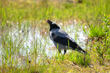 Image showing Crow