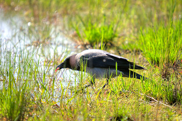 Image showing Crow