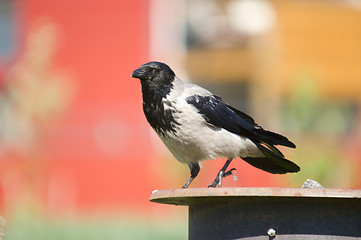 Image showing Crow