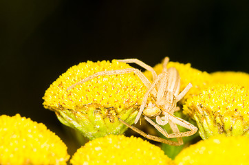 Image showing Spider