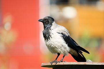 Image showing Crow