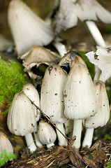 Image showing Mushrooms