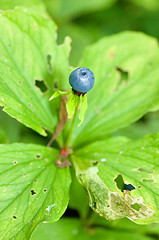 Image showing Berry