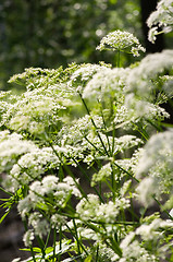 Image showing Flowers