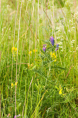 Image showing Vicia cracca