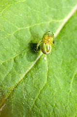 Image showing Spider