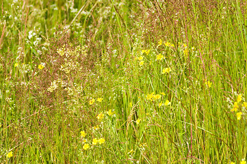 Image showing Meadow