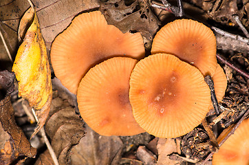 Image showing Mushrooms