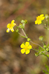 Image showing Yellow flowers