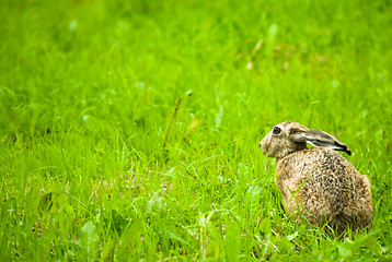 Image showing Hare