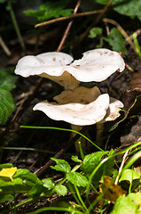 Image showing Mushrooms